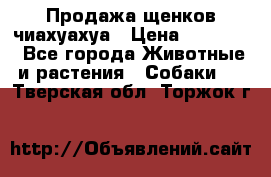 Продажа щенков чиахуахуа › Цена ­ 12 000 - Все города Животные и растения » Собаки   . Тверская обл.,Торжок г.
